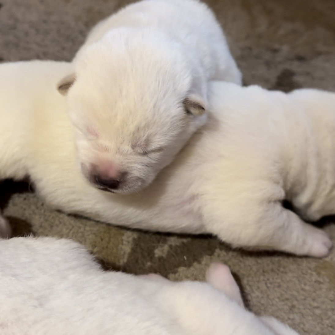 1 week old