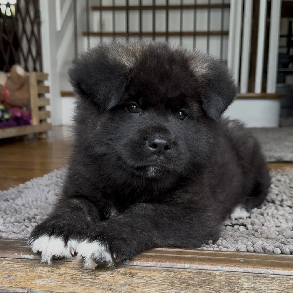 Boy 2 Navy collar - 7 weeks old. Reserved. Cecilia
