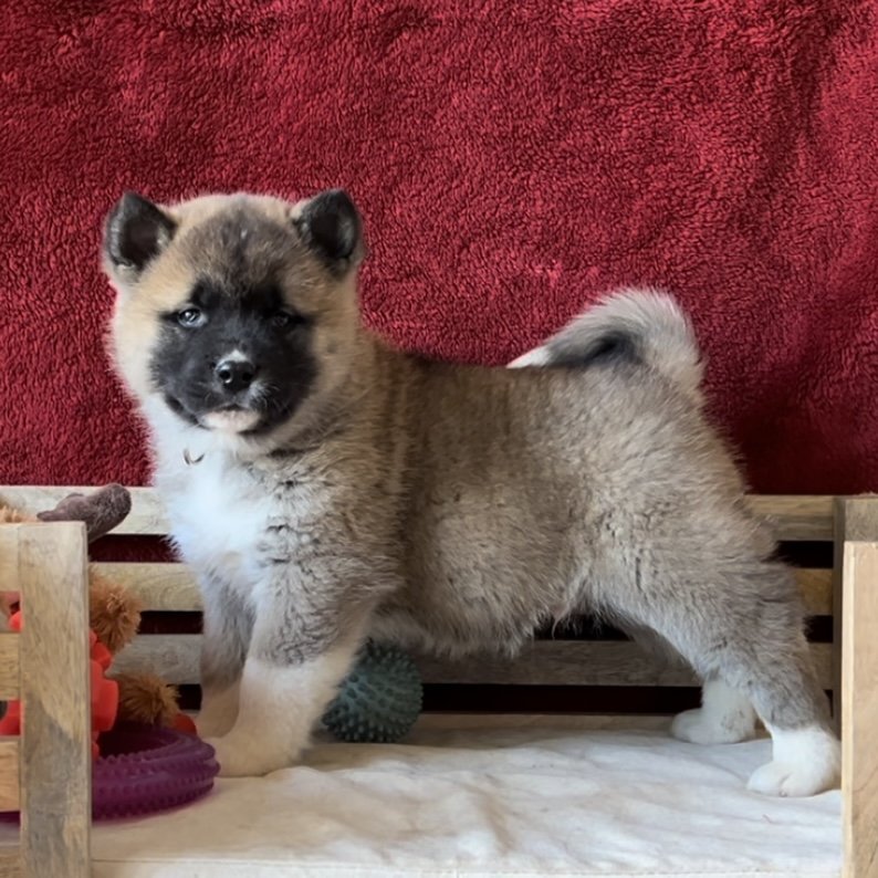 Boy 3 black collar - Reserved. Kenny