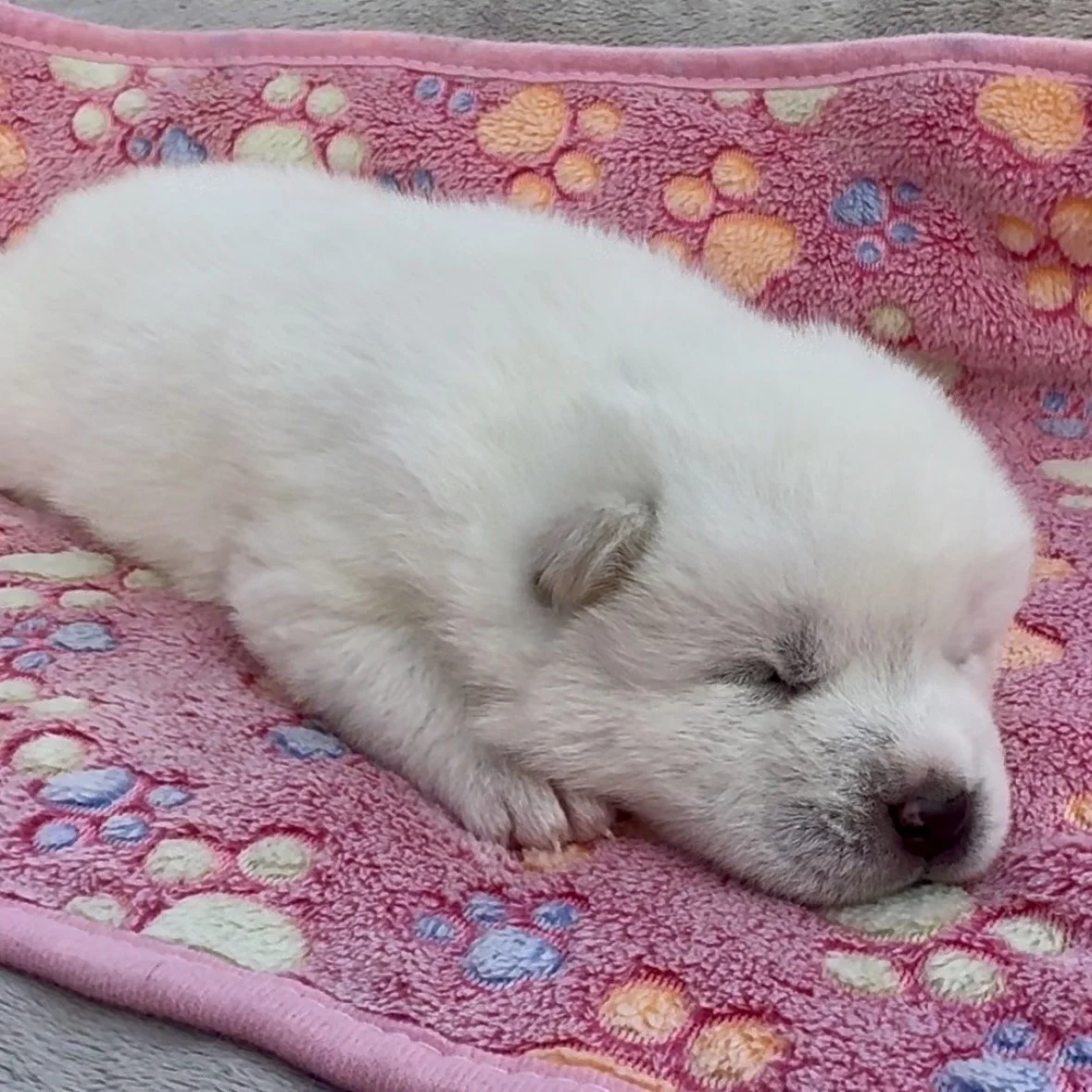 Girl 4 - 2 weeks old