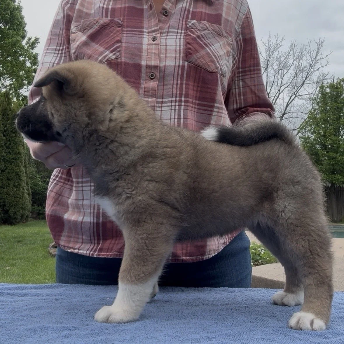 Girl 1 - 6 weeks old. Reserved. Wanda