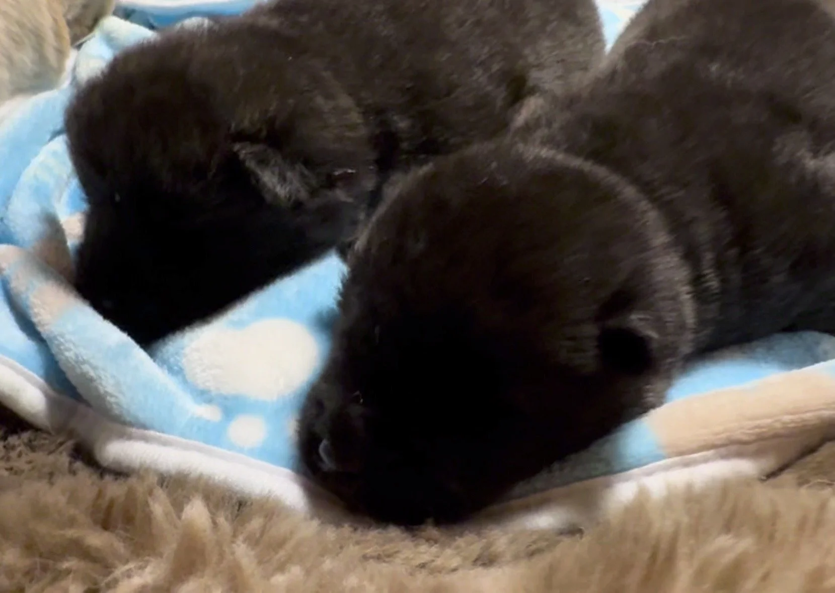 Boys 2 weeks old