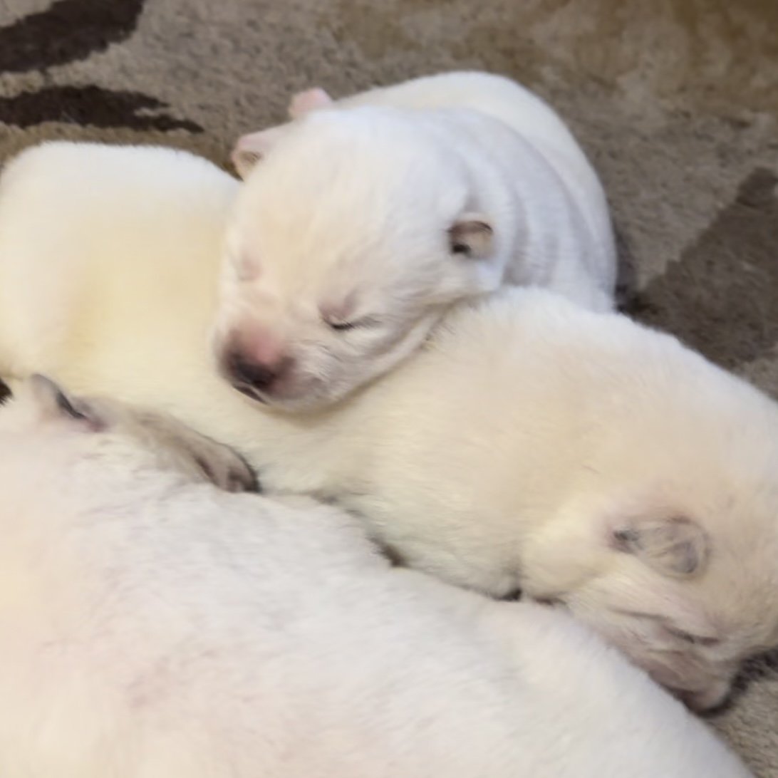 1 week old
