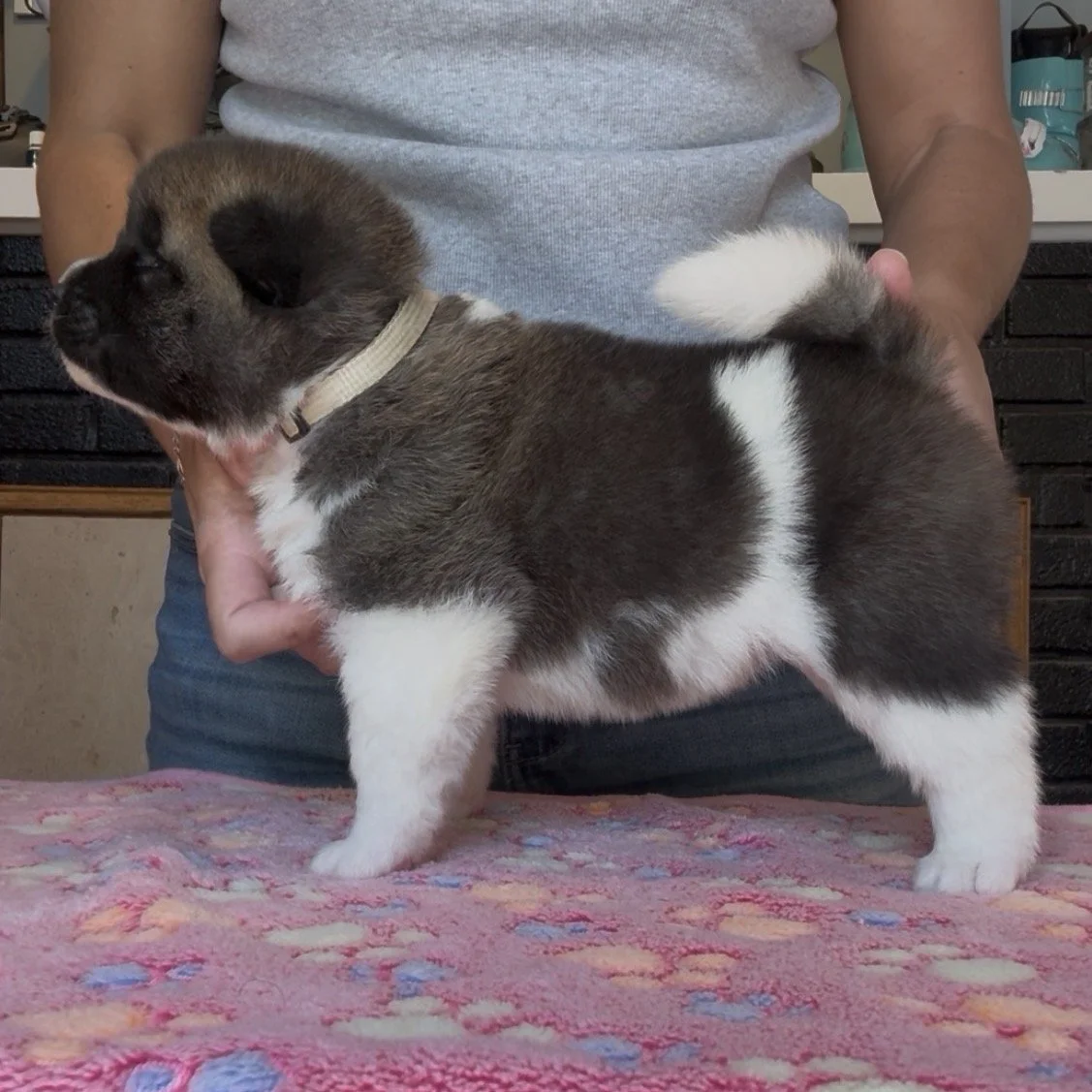 Girl 5 Cream collar - 3 weeks old