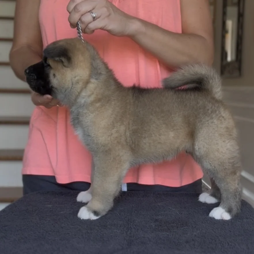 Boy - 5 weeks. Reserved. Peyton