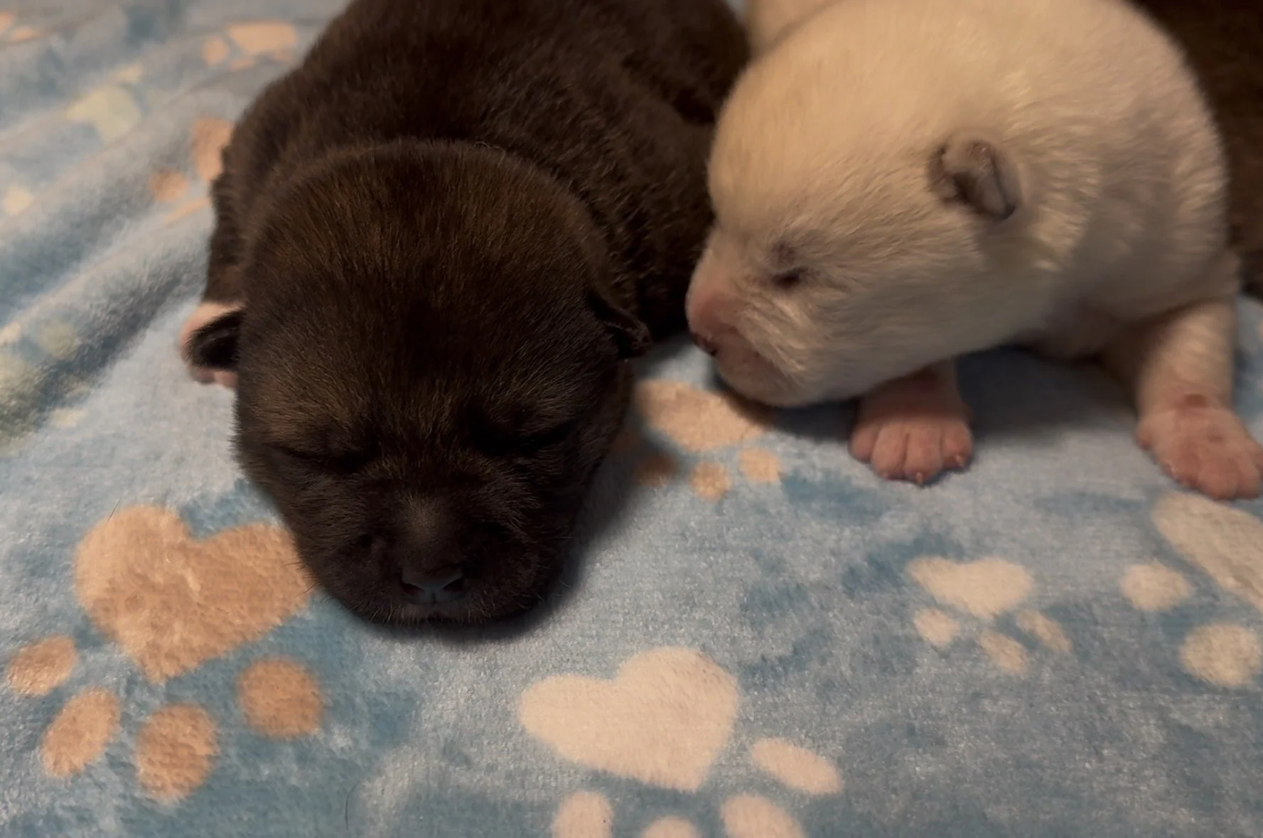 Boys - 1 week old