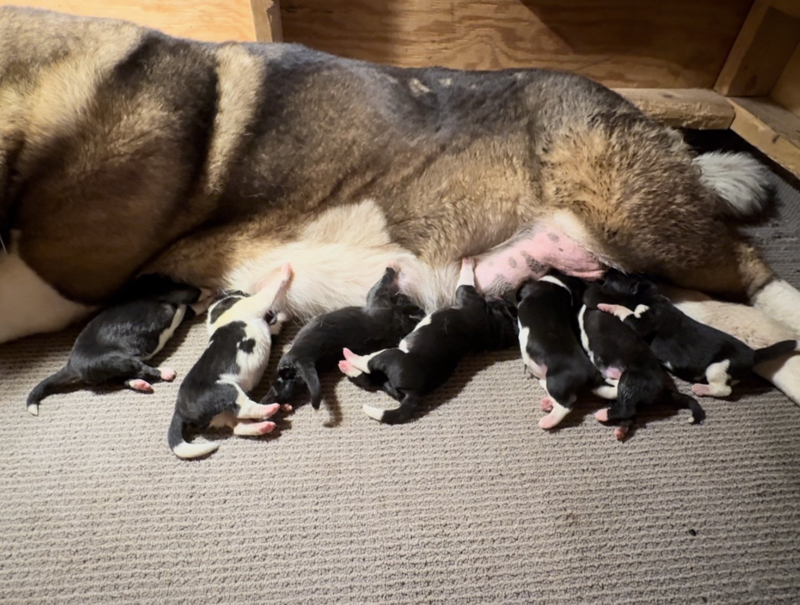 1 day old