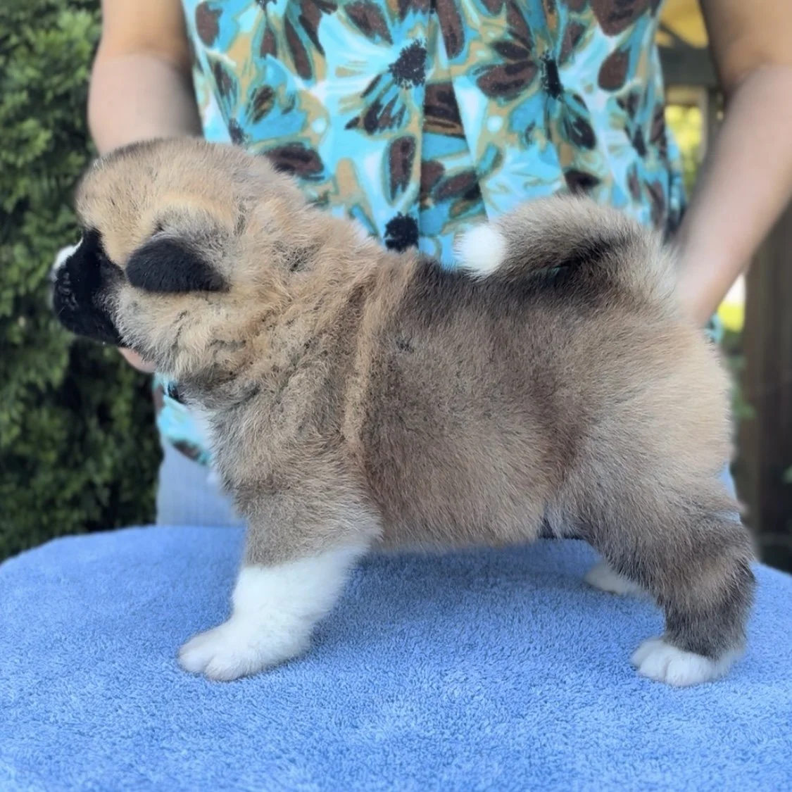 Boy 3 - 4 weeks old. Reserved. Bill&Donna