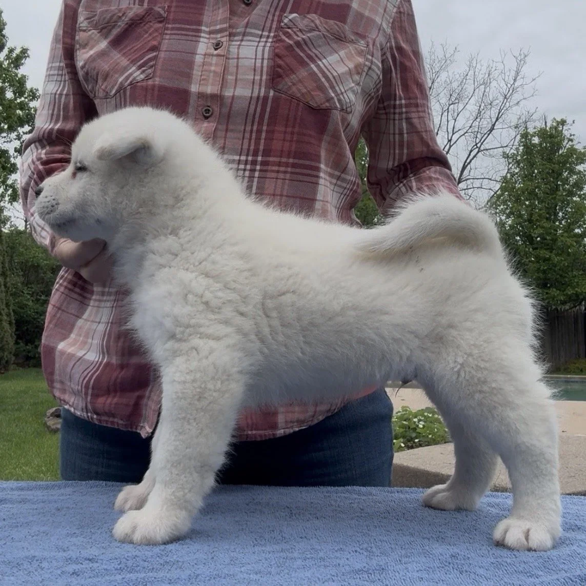 Boy 3 - 6 weeks old. Reserved. Brianne