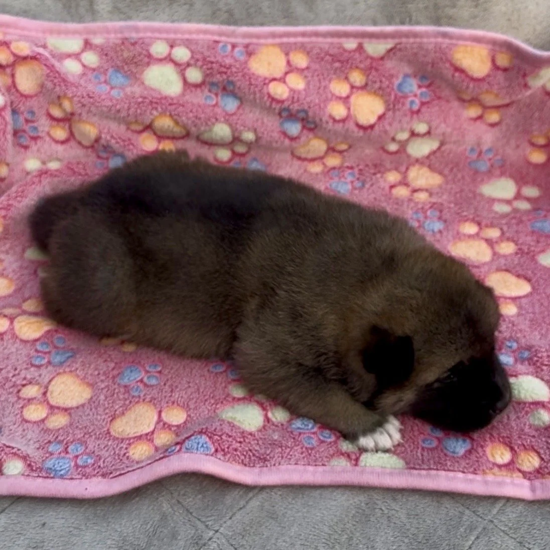 Girl 1 - 2 weeks old