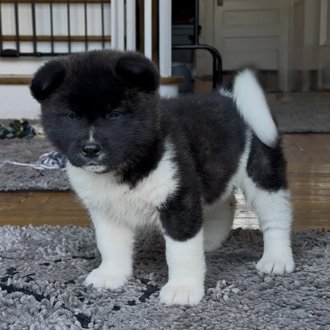 Girl 6 Light pink collar - 7 weeks old