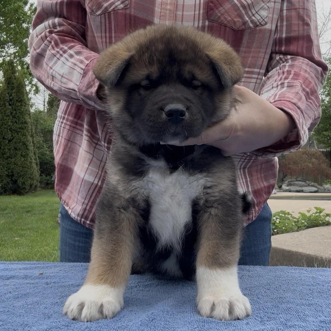 Boy 1 - 6 weeks old. Reserved. Holly