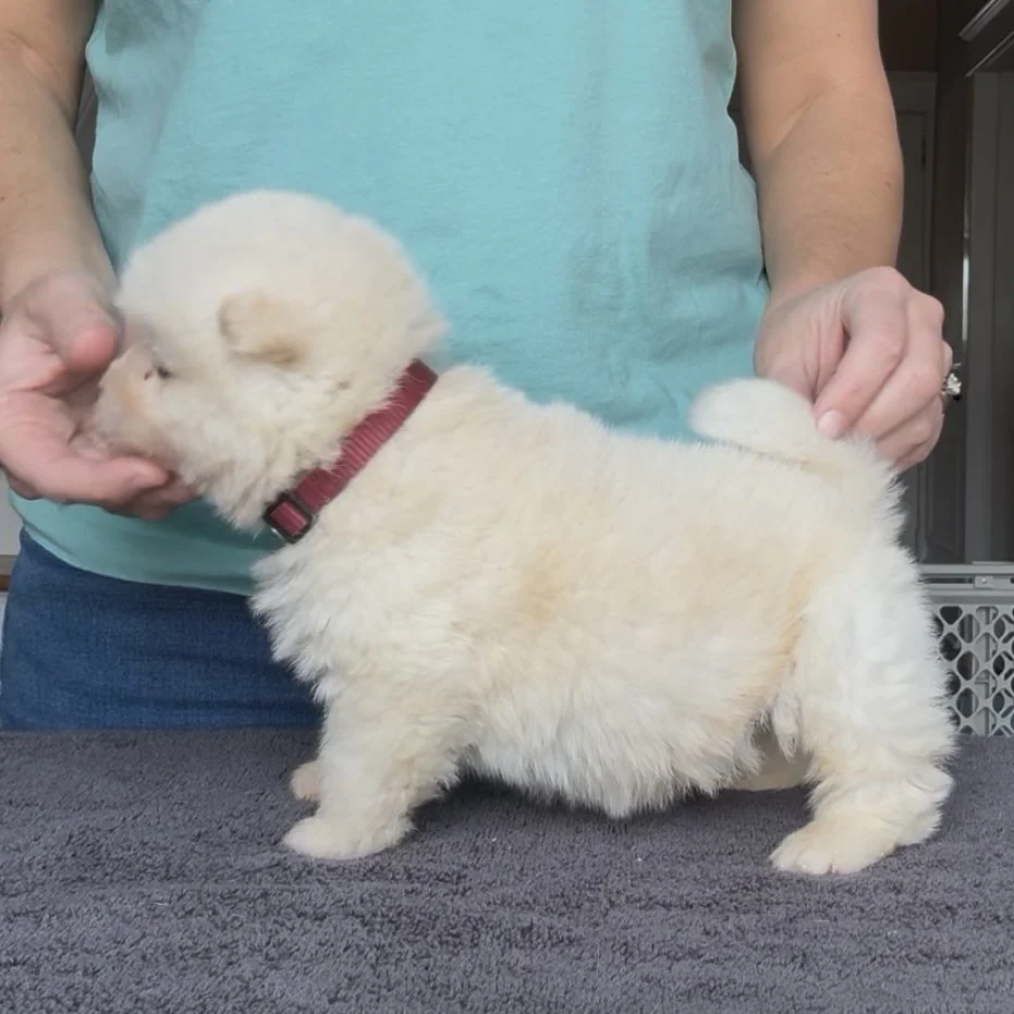 Boy Brick Collar - 4 weeks old