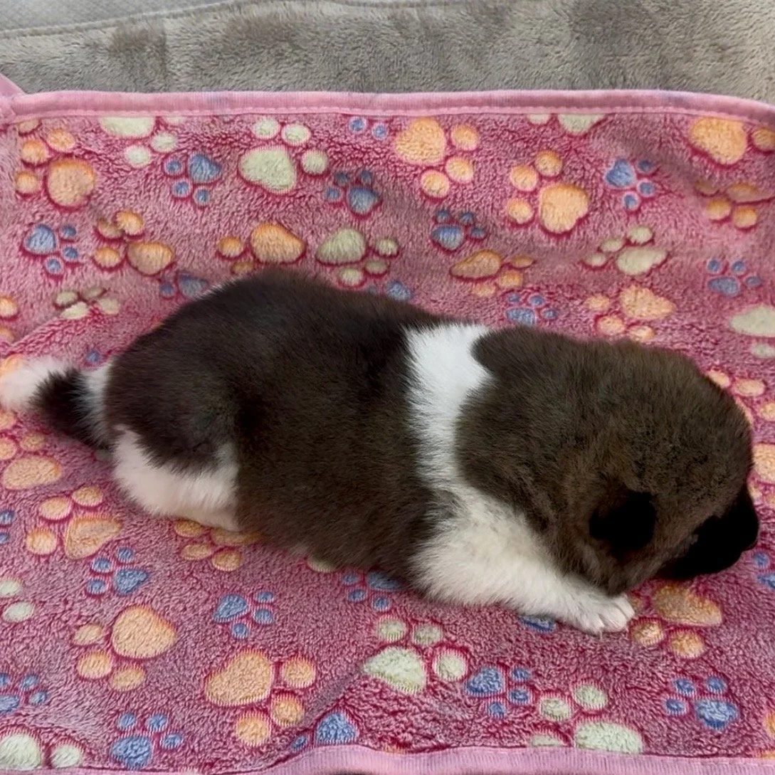 Girl 2 - 2 weeks old