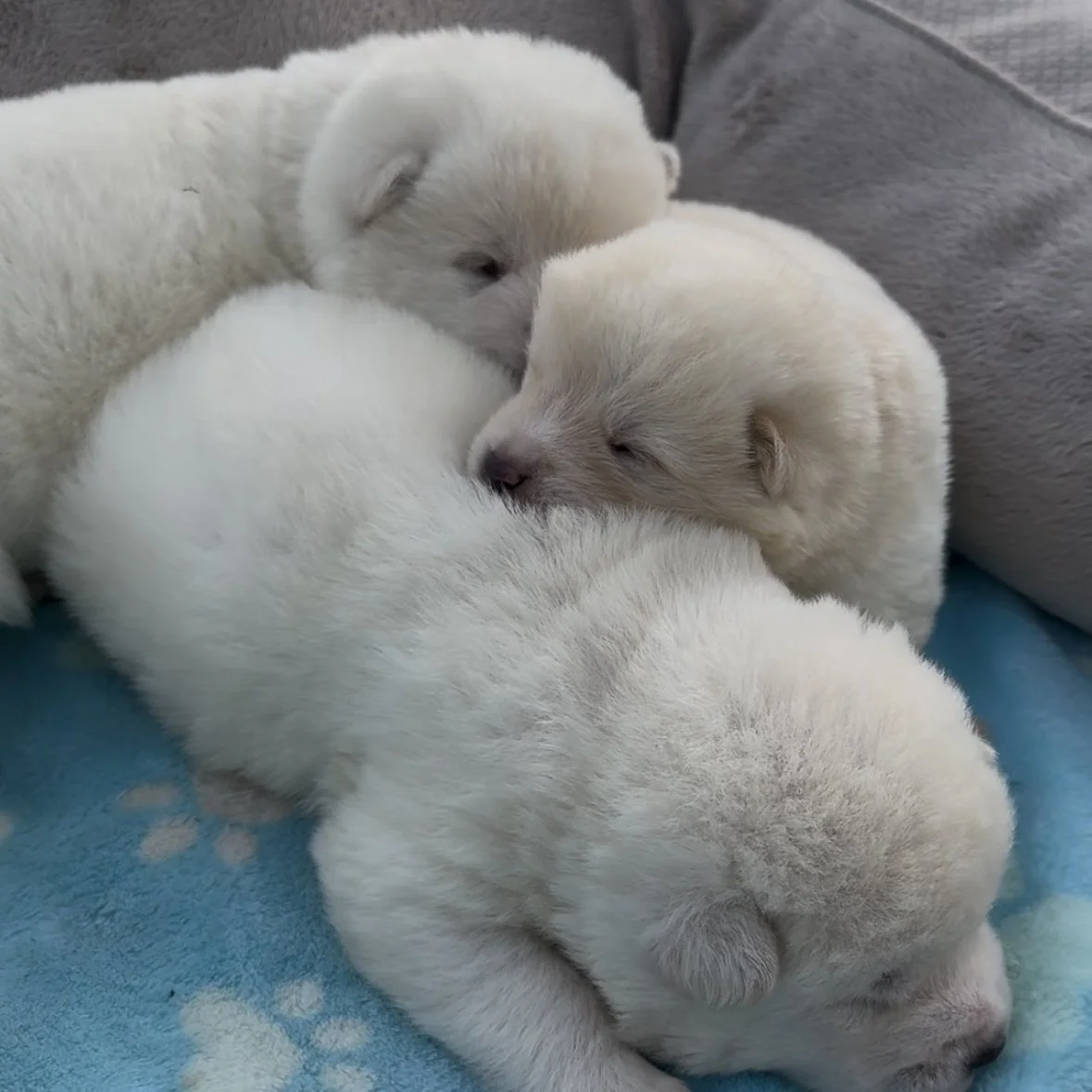 Boys - 2 weeks old