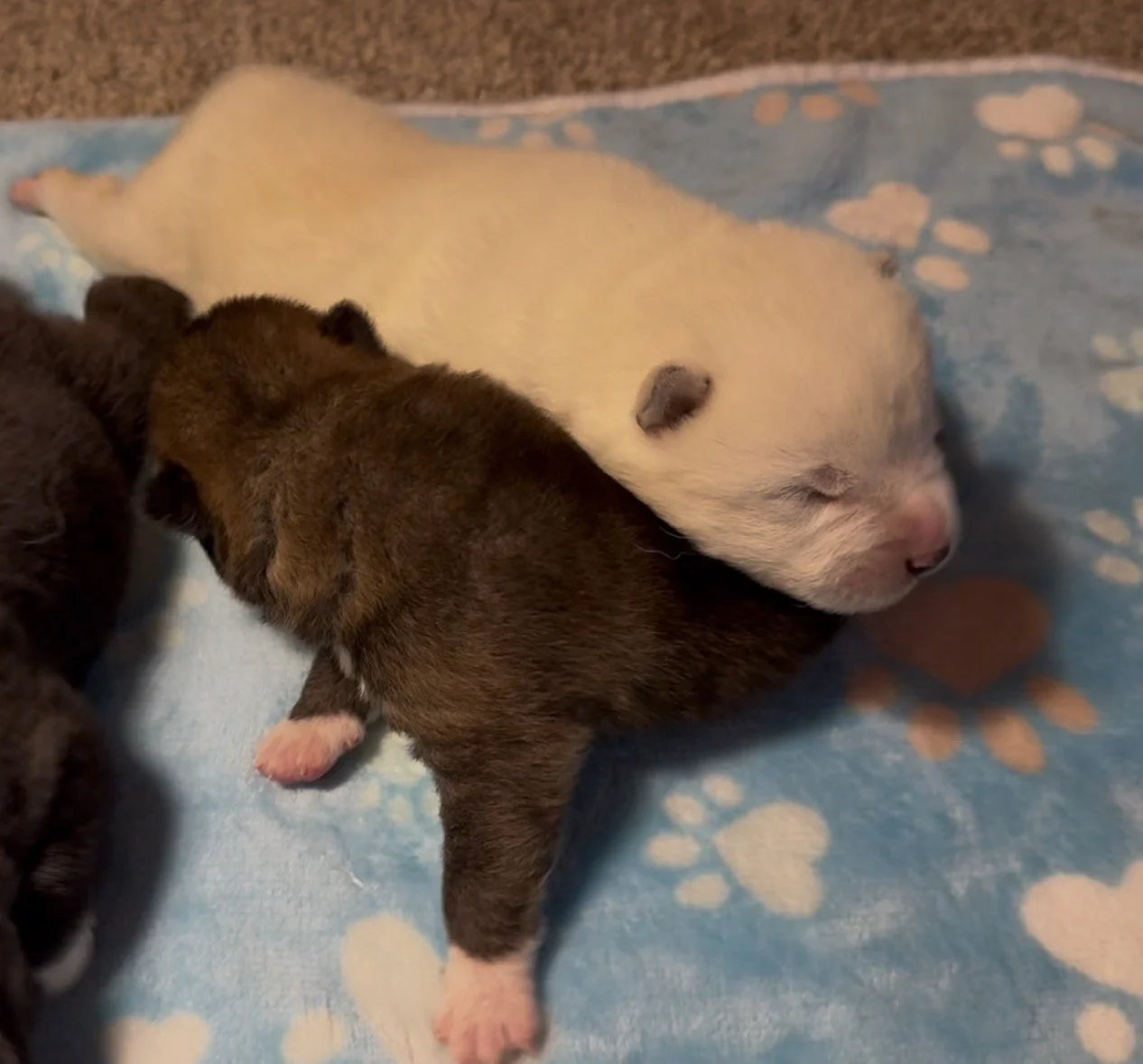 Boys - 1 week old