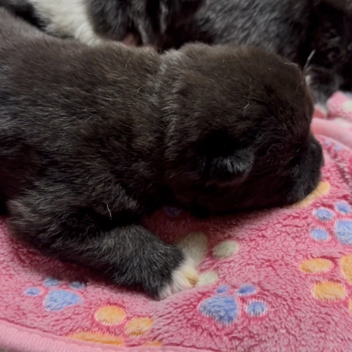 Girls 2 weeks old