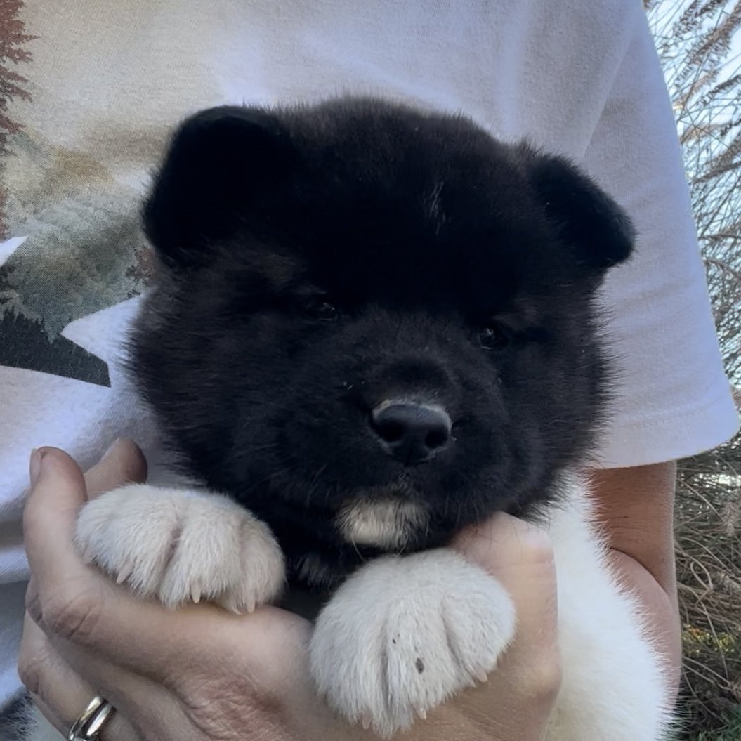 Girl 3 Purple collar - Reserved. Todd