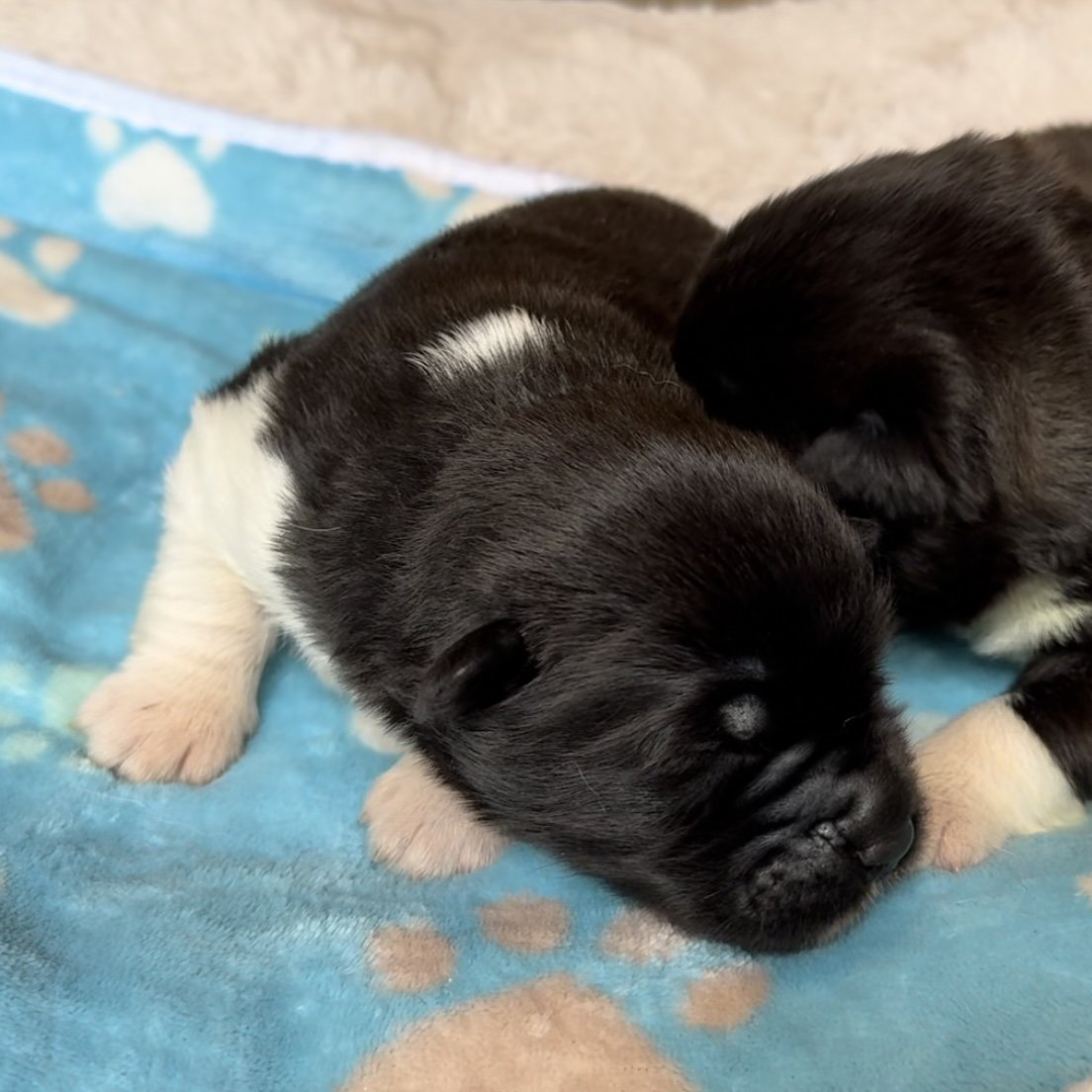 Boys - 1 week old