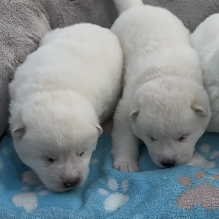 Boys - 2 weeks old