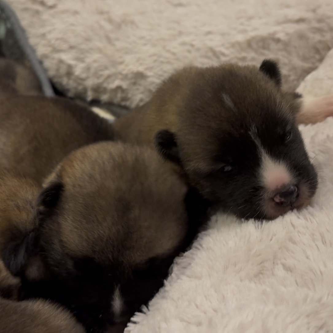 Boys 2 weeks old