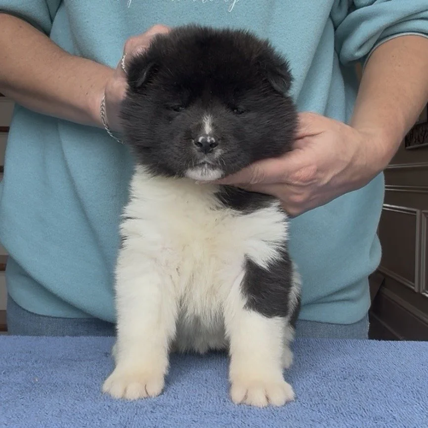 Girl 6 Light pink collar - 4 weeks old