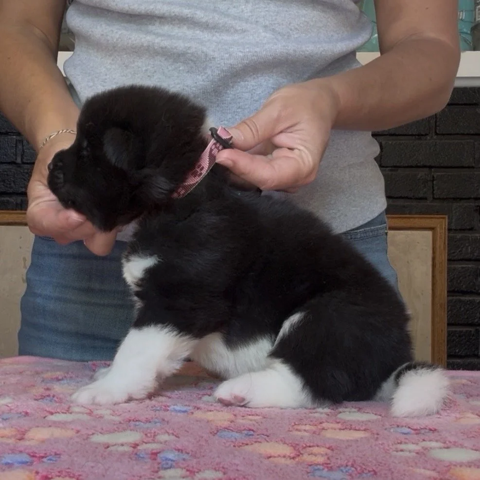 Girl 4 Pink paw collar - 3 weeks old