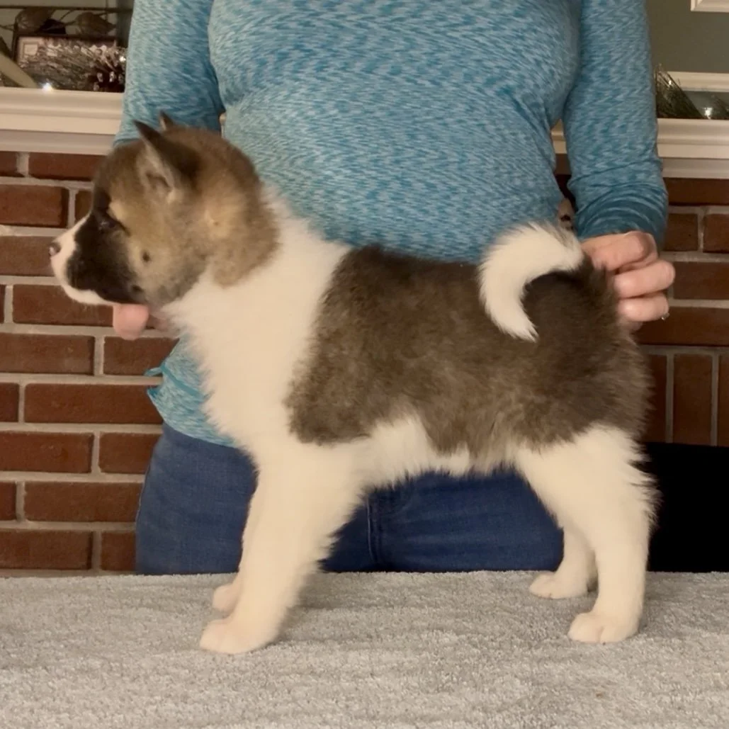 Girl 5 - 7 weeks old. Reserved. Alyssa