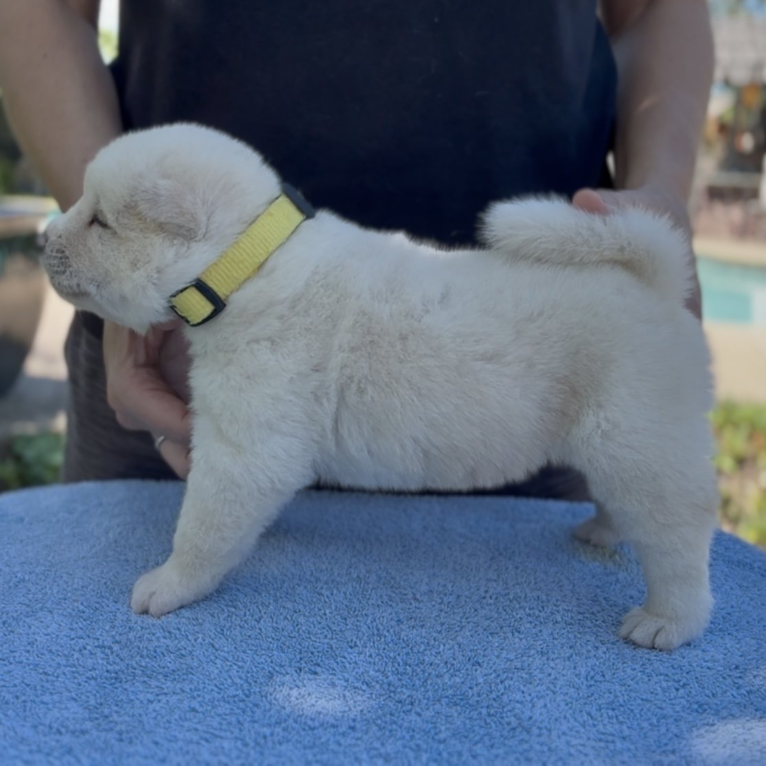 Girl 3 Yellow collar - 3 weeks