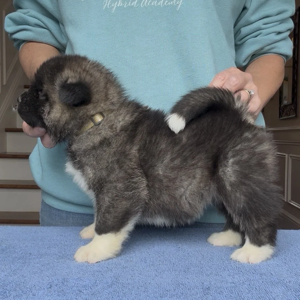 Girl 3 Silver collar - 4 weeks old. Reserved. Patricia
