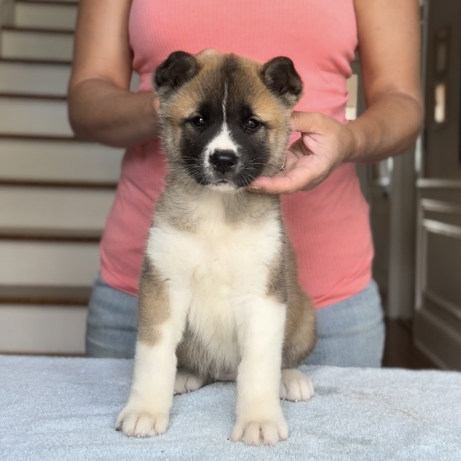 Girl 3 - 7 weeks old. Reserved Samantha