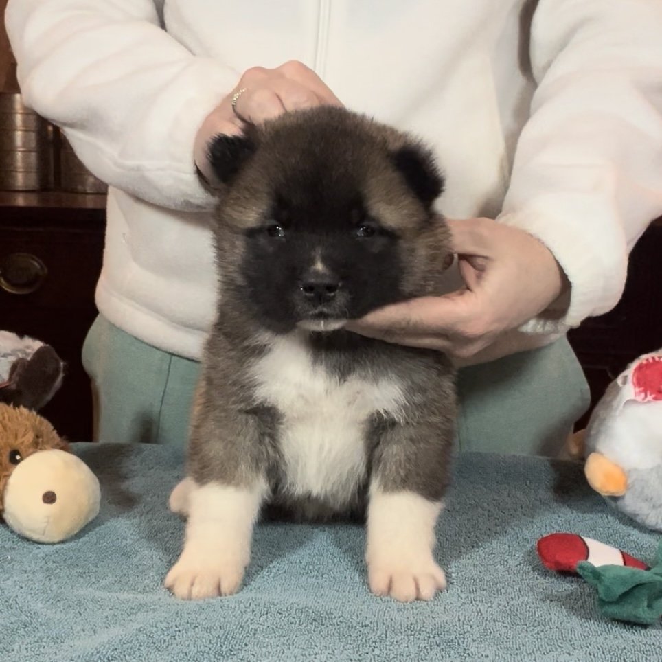 Boy 2 grey collar - Reserved. Bernadette