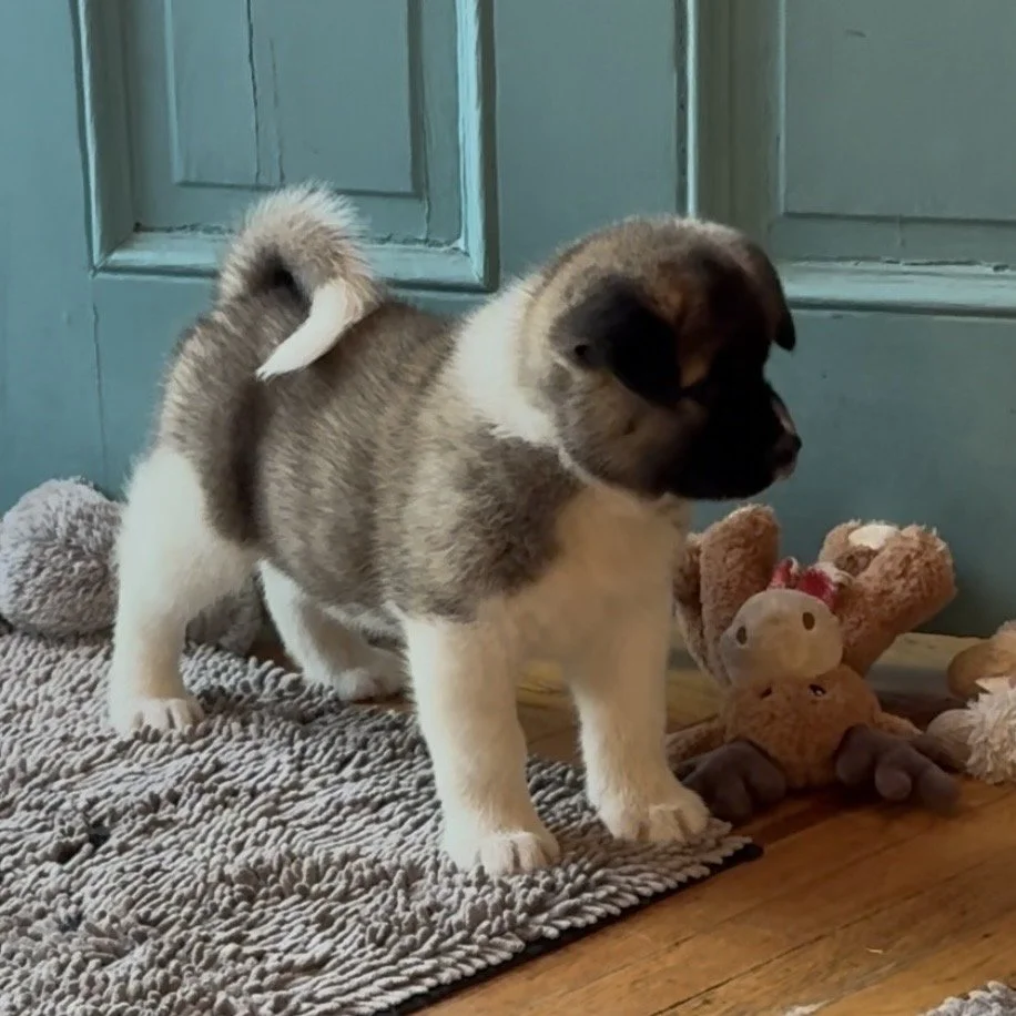 Girl 5 Cream collar - 7 weeks old. Reserved. Stephanie