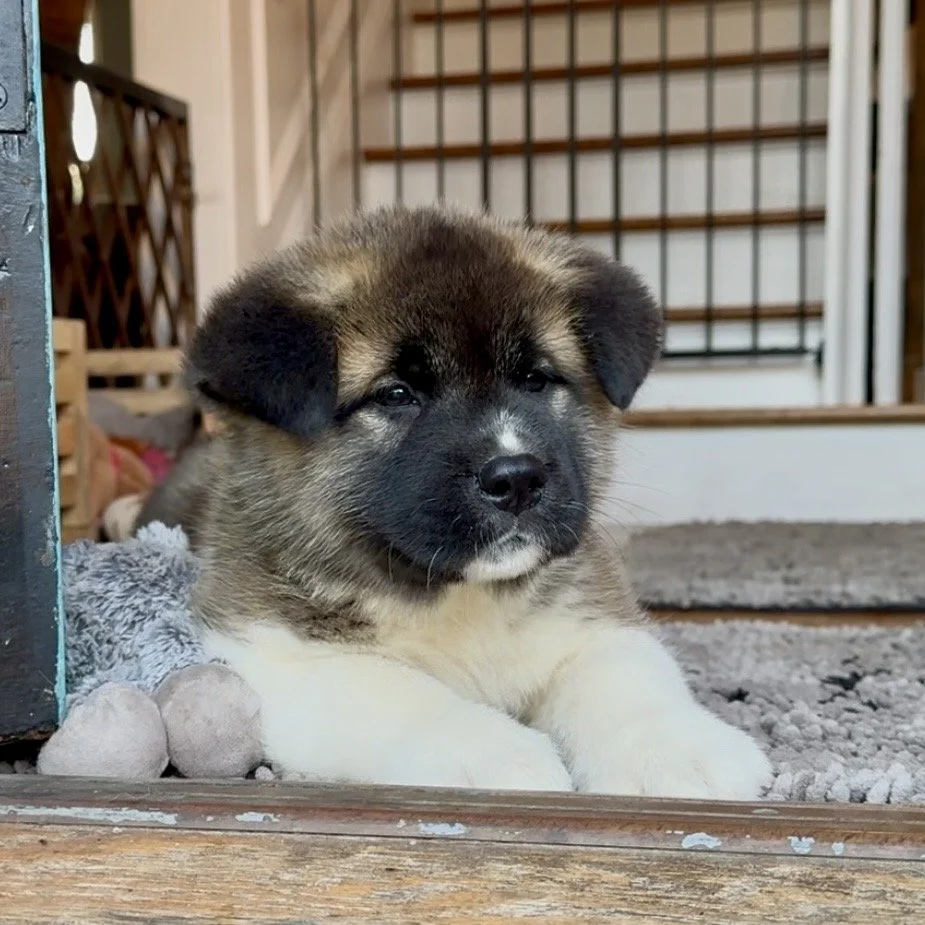 Girl 5 Cream collar - 7 weeks old. Reserved. Stephanie
