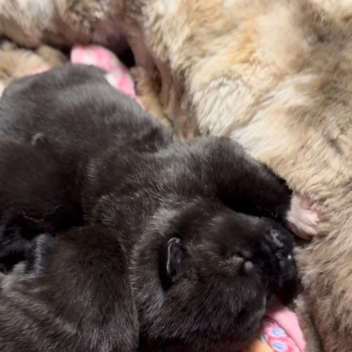 Girls 2 weeks old