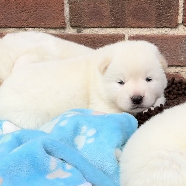 Boys - 2 1/2 weeks old