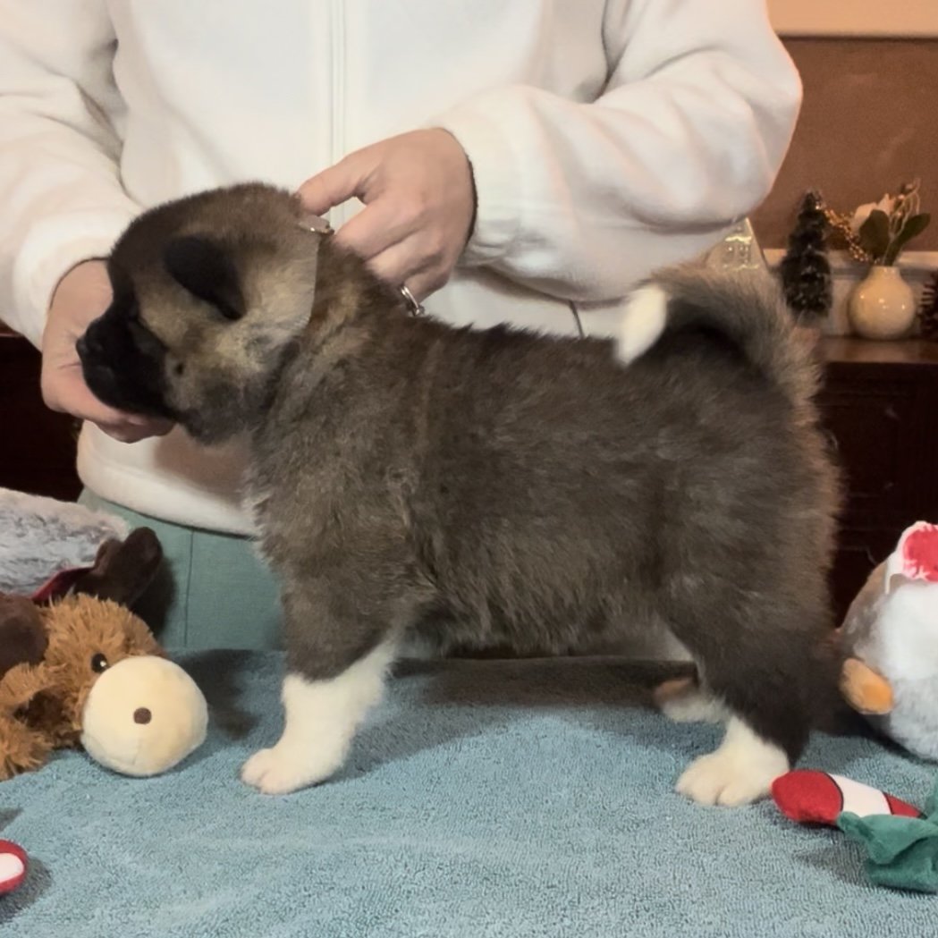Boy 2 grey collar - Reserved. Bernadette