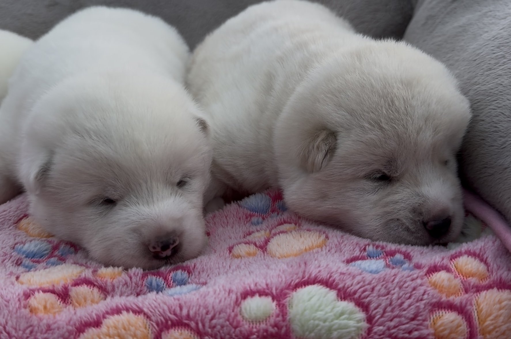 Girls - 2 weeks old