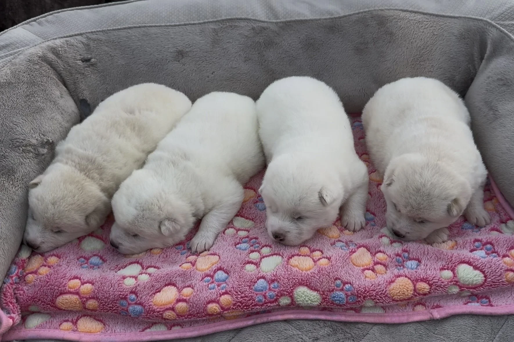Girls - 2 weeks old