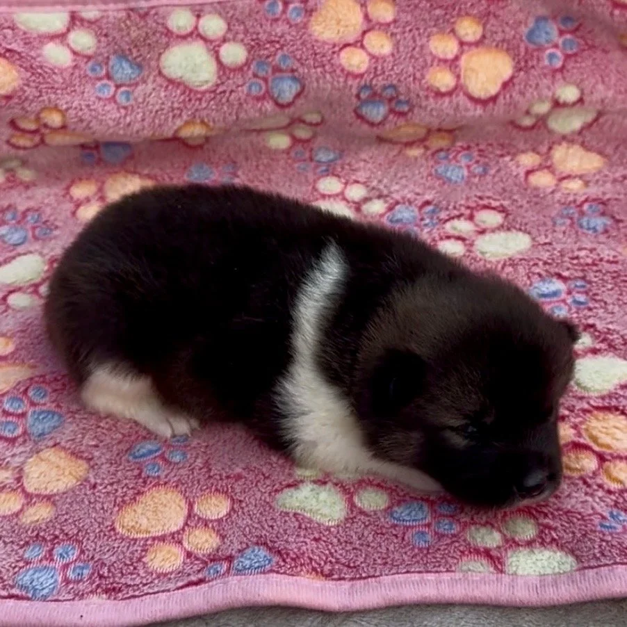 Girl 3 - 2 weeks old