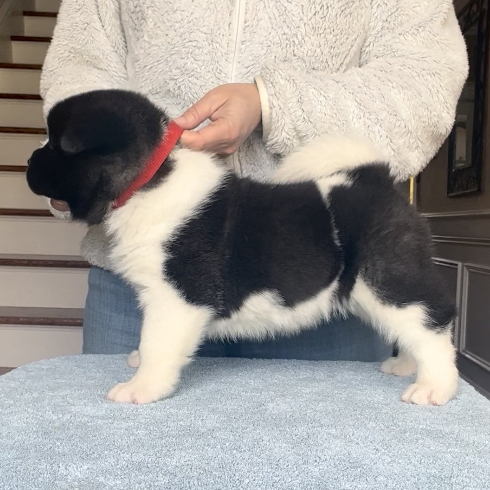 Boy 2 Red collar - Reserved. Brian