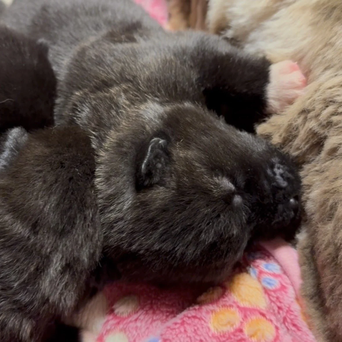 Girls 2 weeks old