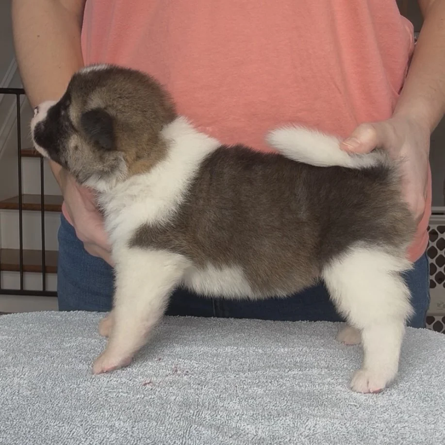 Girl 5 - 3 weeks old