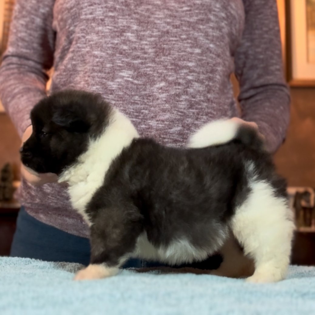 Girl 2 - 4 weeks old