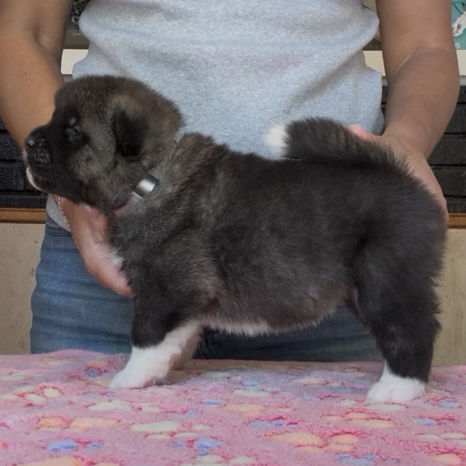 Girl 3 Silver collar - 3 weeks old