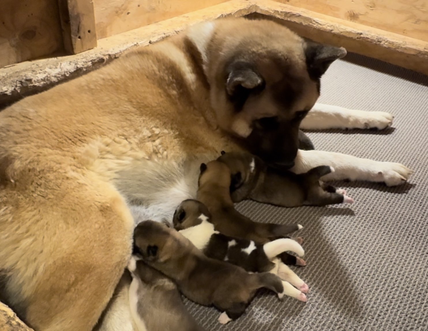 2 days old