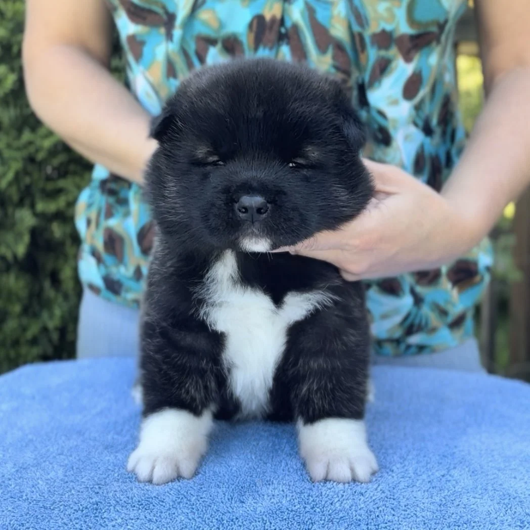 Boy 2 - 4 weeks old. Reserved. Mark