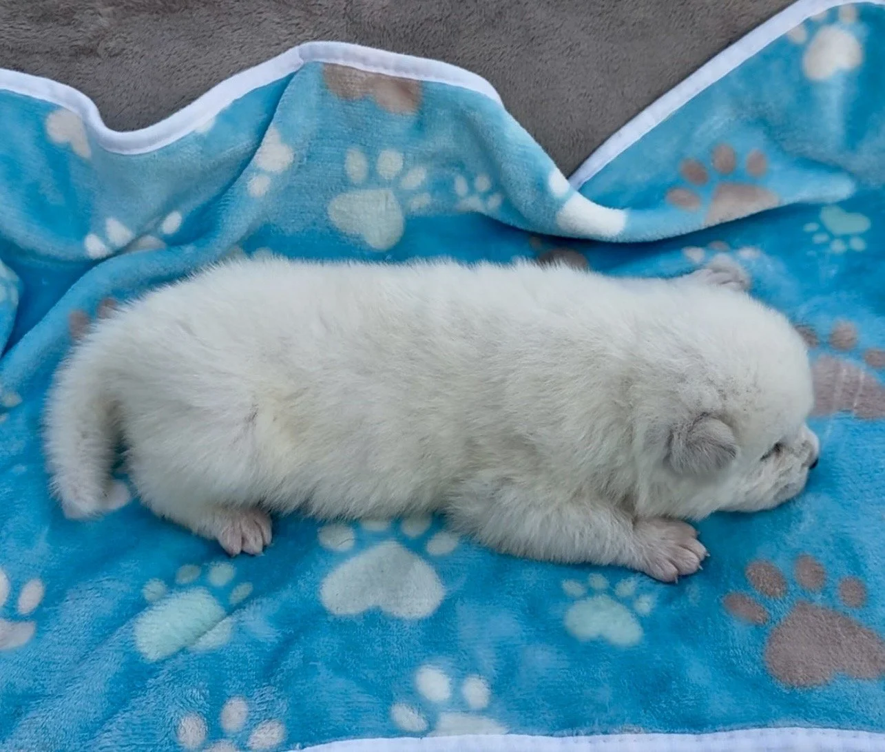 Boy 3 - 2 weeks old