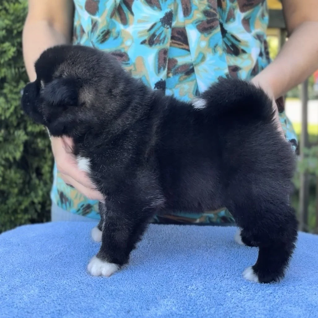 Girl 1 - 4 weeks old. Reserved. Pat