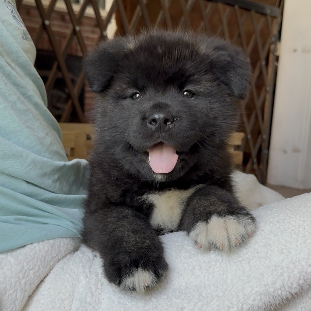 Boy 1 Brick red collar - 7 weeks old. Reserved. Cassandra